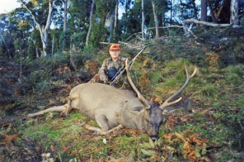 Errol Mason - Sambar Deer Success Story