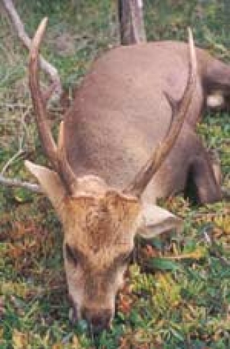 Unknown - Sambar Deer Success Story