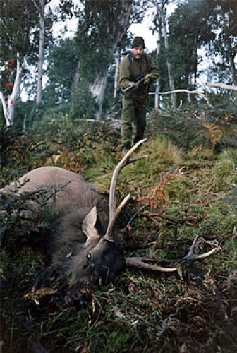 Sambar Shikars 1 - Sambar Deer Success Story