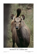 The Beauty of a Sambar Hind (Limited Edition Print)