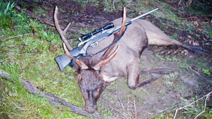 Brett Massingham - Sambar Deer Success Story