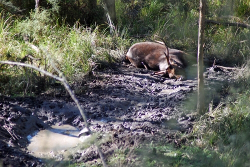 Chris Brereton, Bairnsdale - Sambar Deer Success Story