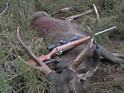 Terry McDonald - Sambar Deer Success Story