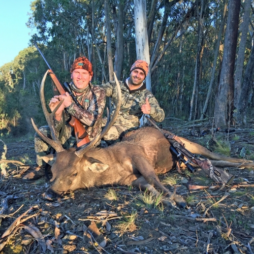 Sebastian Santoro - Sambar Deer Success Story