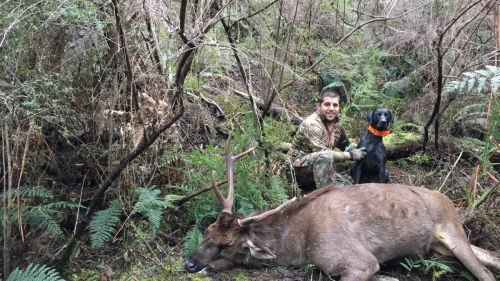 Steve Motta - Sambar Deer Success Story