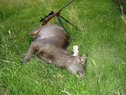 Geoff McClure - Sambar Deer Success Story