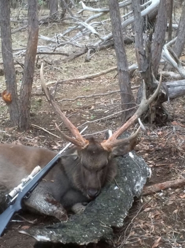 Rodney Jones - Sambar Deer Success Story