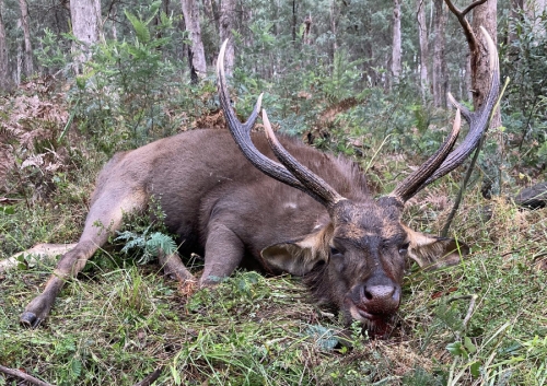 Cameron Tull - Sambar Deer Success Story