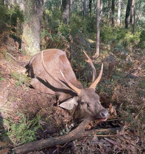 Cameron Tull - Sambar Deer Success Story