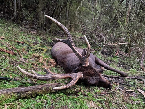 Chris, NSW - Sambar Deer Success Story