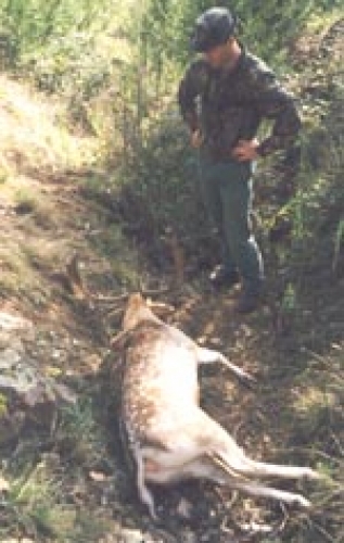 Unknown - Sambar Deer Success Story
