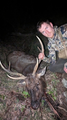 Laurie - Sambar Deer Success Story