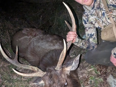 Laurie - Sambar Deer Success Story