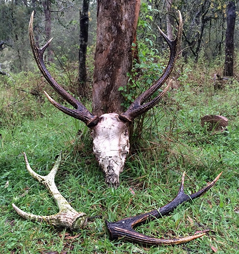 Luke Myers - Sambar Deer Success Story