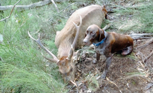 Matt Liddell - Sambar Deer Success Story