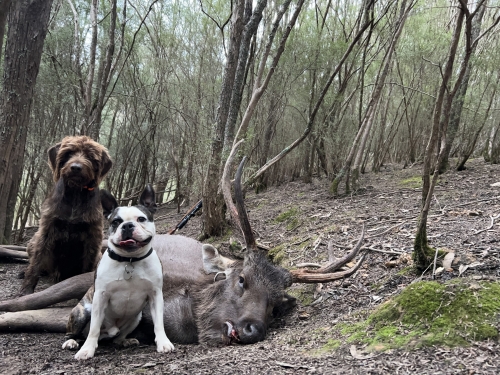 Michael - Sambar Deer Success Story