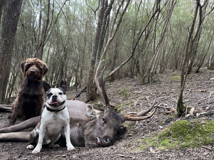 Michael - Sambar Deer Success Story