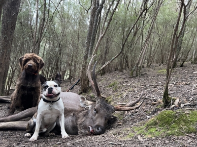 Michael - Sambar Deer Success Story