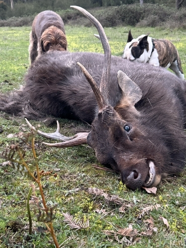 Michael - Sambar Deer Success Story