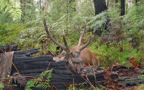 Brian Church - Sambar Deer Success Story