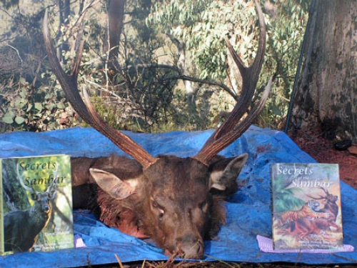 Bob Shepherd & Peter Russell - Sambar Deer Success Story