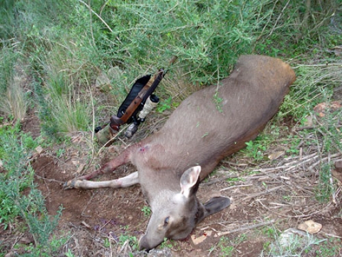 Robert Zagorski - Sambar Deer Success Story