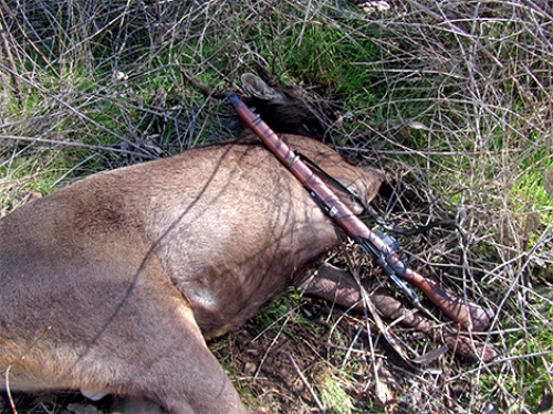 Paul Williams - Sambar Deer Success Story