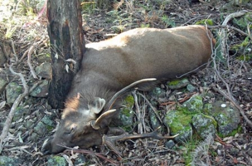 Andrew Howard - Sambar Deer Success Story