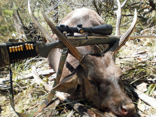 Andy Ziems - Sambar Deer Success Story